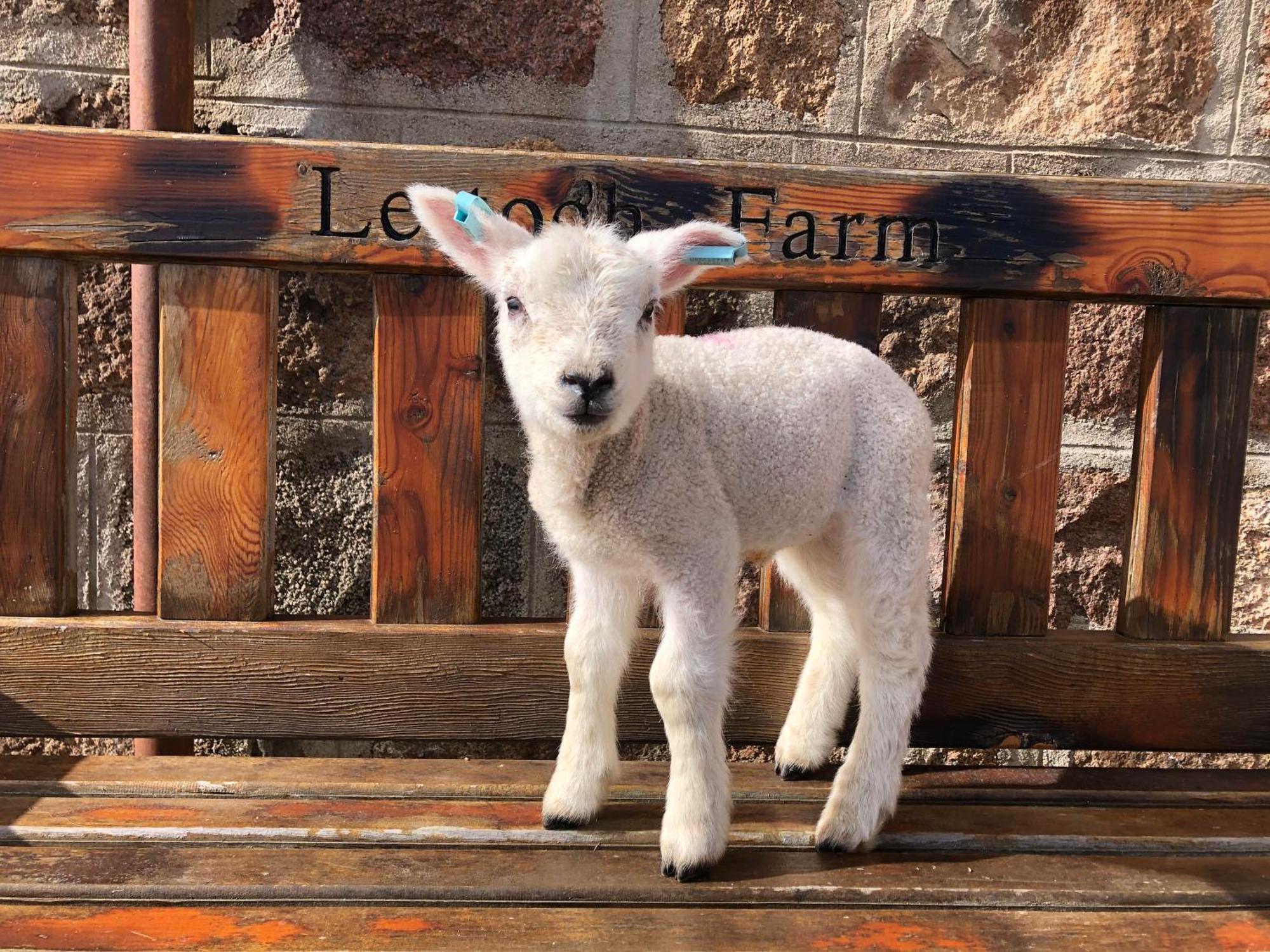 לינה וארוחת בוקר דאפטאון Lettoch Farm מראה חיצוני תמונה